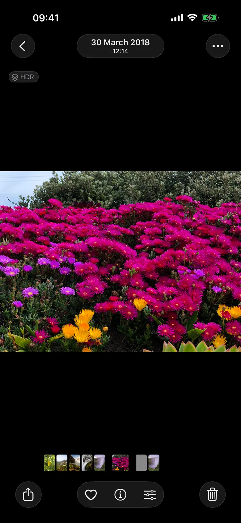 A photo open in the Photos app