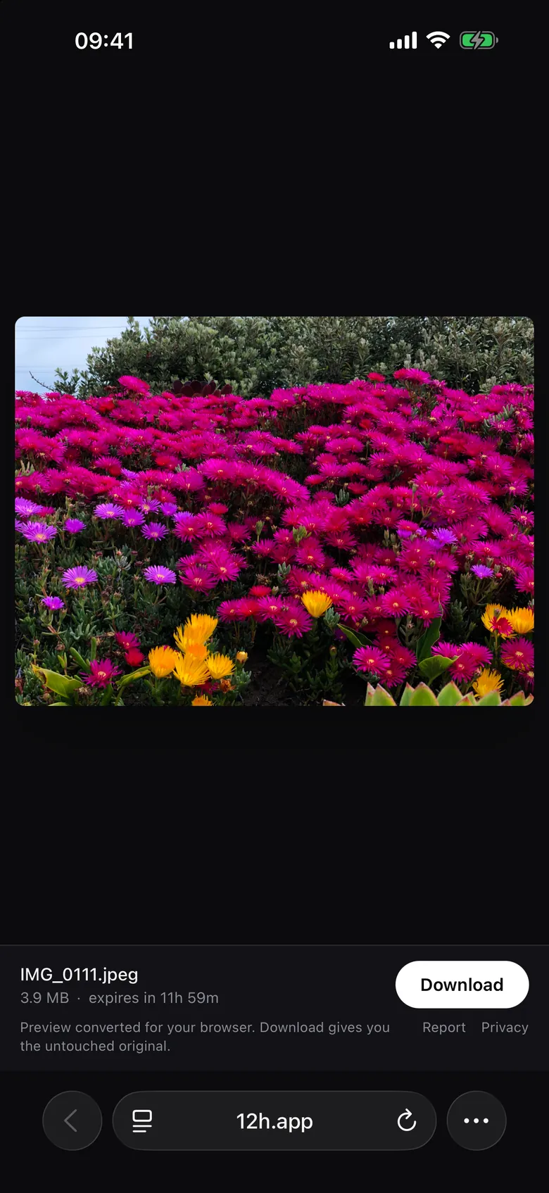 A shared photo open in Safari, with a Download button